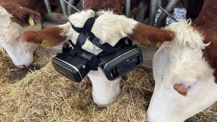 Vintertrötta kor får VR-headset
