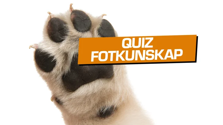 Quiz: Har du koll på fötter?