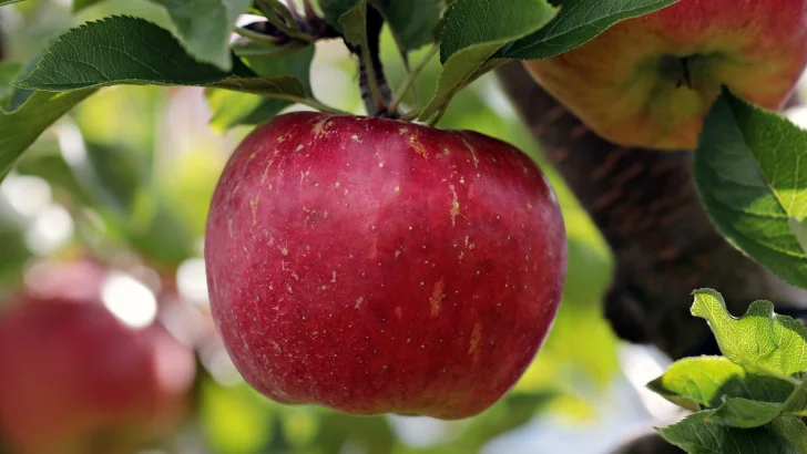 Fruktorganisation rädda för att Apple ska få ensamrätt till äppelbilder