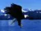 Profilbild av Eagle90