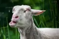 Profilbild av GoatLife