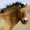 Profilbild av I_KILL_HORSES