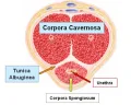 Profilbild av Cavernosa